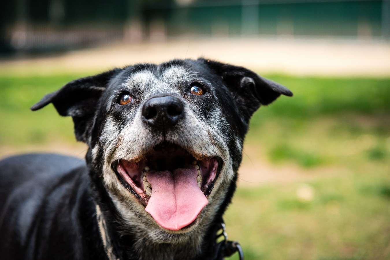 Dog-Kennels-Tacoma-WA