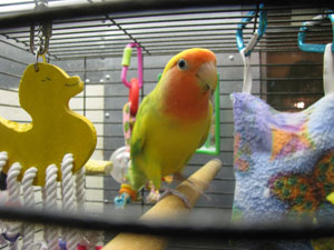 pet-hotels-tacoma-wa